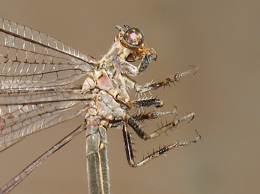 Formicaleone: Macronemurus appendiculatus femmina